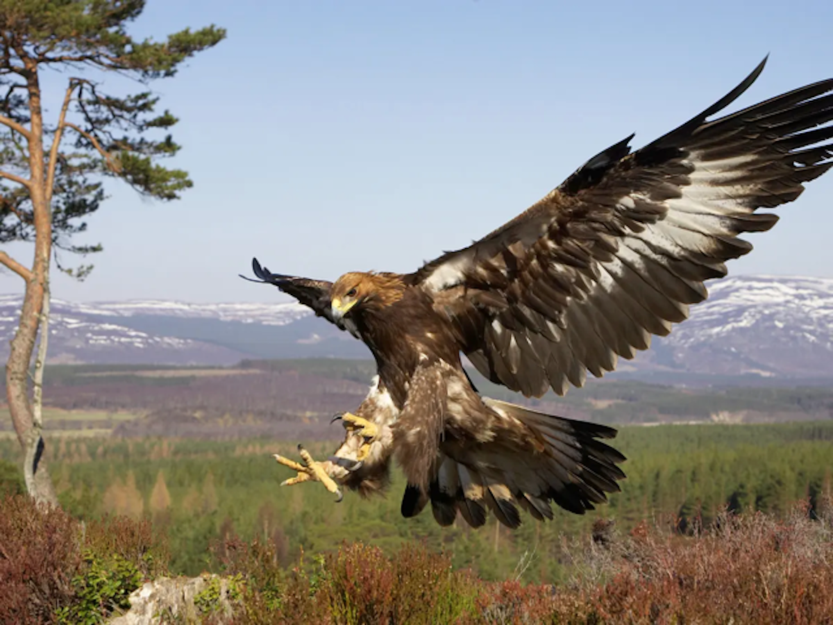 RSPB – British Birds from Lowland Farms to the Highland Mountain Peaks